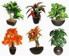 Bonsai Plants by Fourwall: Up to 70% Off @ Amazon