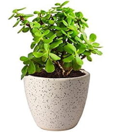 Nurturing Green Good Luck Live Indoor Jade Plant In White Fiber Pot